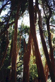 Arrayanes.jpg (24866 bytes)